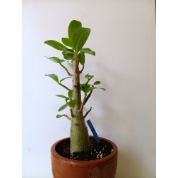 Adenium arabicum n°S