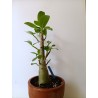 Adenium arabicum n°S