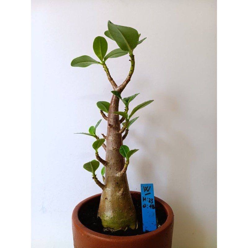 Adenium arabicum n°W