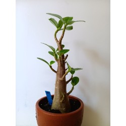 Adenium arabicum n°W