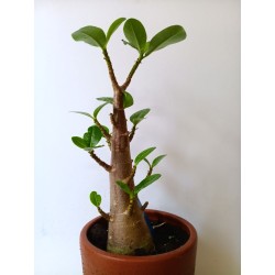 Adenium arabicum n°W