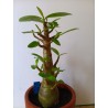 Adenium arabicum n°II