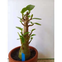 Adenium arabicum n°II