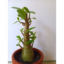 Adenium arabicum n°II