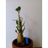 Adenium arabicum n°X