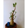 Adenium arabicum n°X