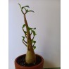 Adenium arabicum n°X