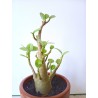 Adenium arabicum n°V