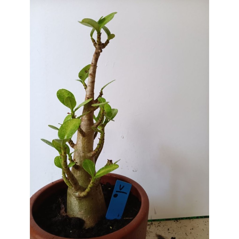 Adenium arabicum n°V