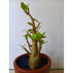 Adenium arabicum n°V