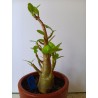 Adenium arabicum n°V