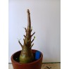 Adenium arabicum n°LL