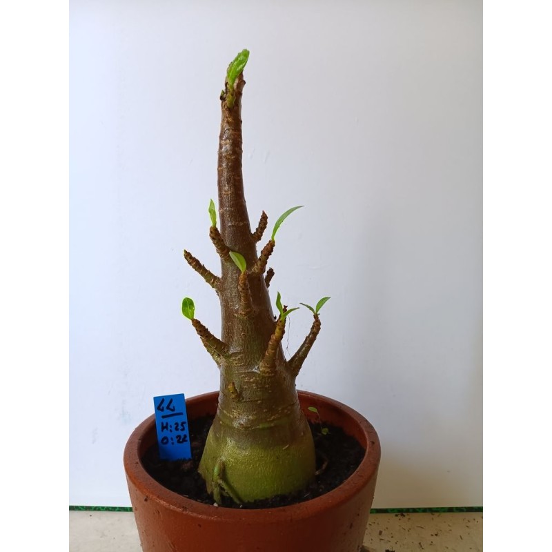 Adenium arabicum n°LL