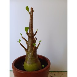 Adenium arabicum n°LL