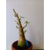 Adenium arabicum n°HH