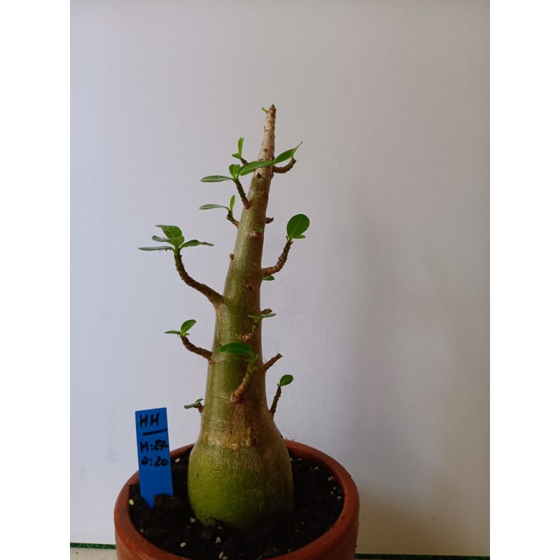 Adenium arabicum n°HH