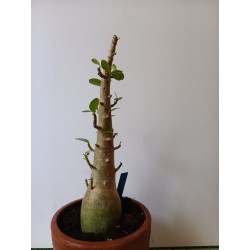 Adenium arabicum n°HH