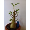 Adenium arabicum n°M