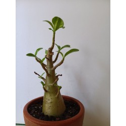 Adenium arabicum n°M