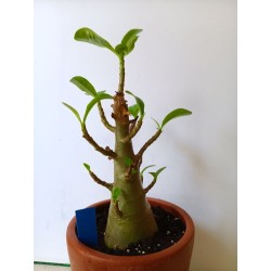 Adenium arabicum n°M