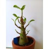 Adenium arabicum n°M