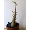 Adenium arabicum n°P