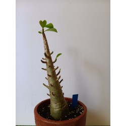 Adenium arabicum n°P