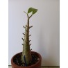 Adenium arabicum n°P