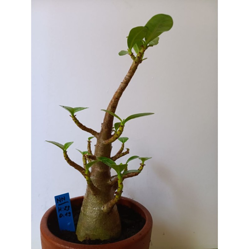 Adenium arabicum n°NN