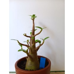 Adenium arabicum n°NN