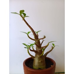 Adenium arabicum n°NN