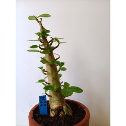 Adenium arabicum n°GG