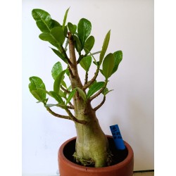 Adenium arabicum n°O