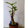 Adenium arabicum n°VV