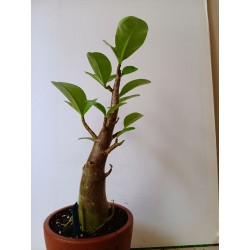 Adenium arabicum n°VV