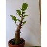 Adenium arabicum n°VV