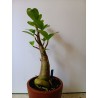 Adenium arabicum n°VV