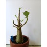 Adenium arabicum n°FF