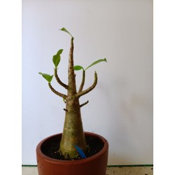 Adenium arabicum n°FF