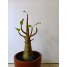 Adenium arabicum n°FF