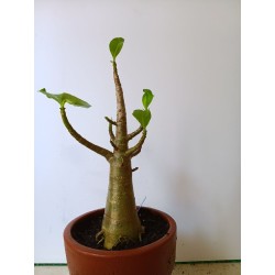 Adenium arabicum n°FF