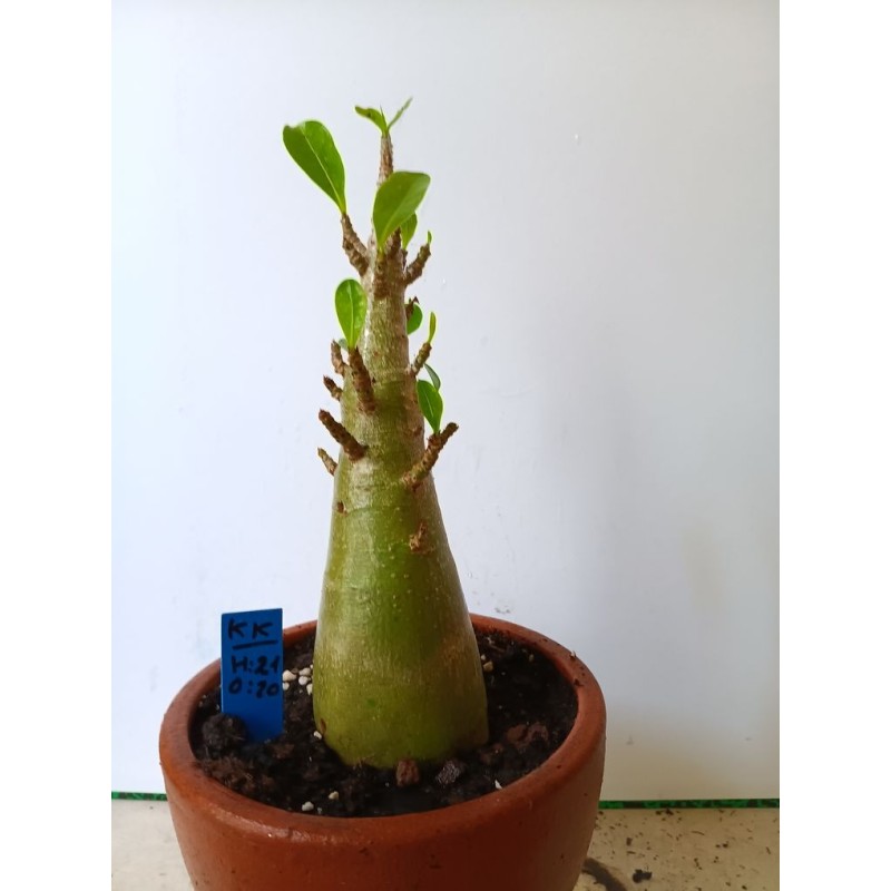 Adenium arabicum n°KK