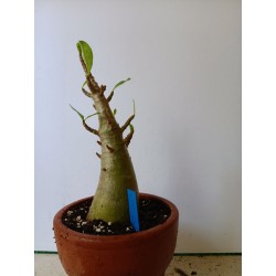 Adenium arabicum n°KK