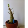 Adenium arabicum n°KK