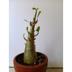 Adenium arabicum n°KK