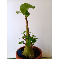 Adenium arabicum n°TT