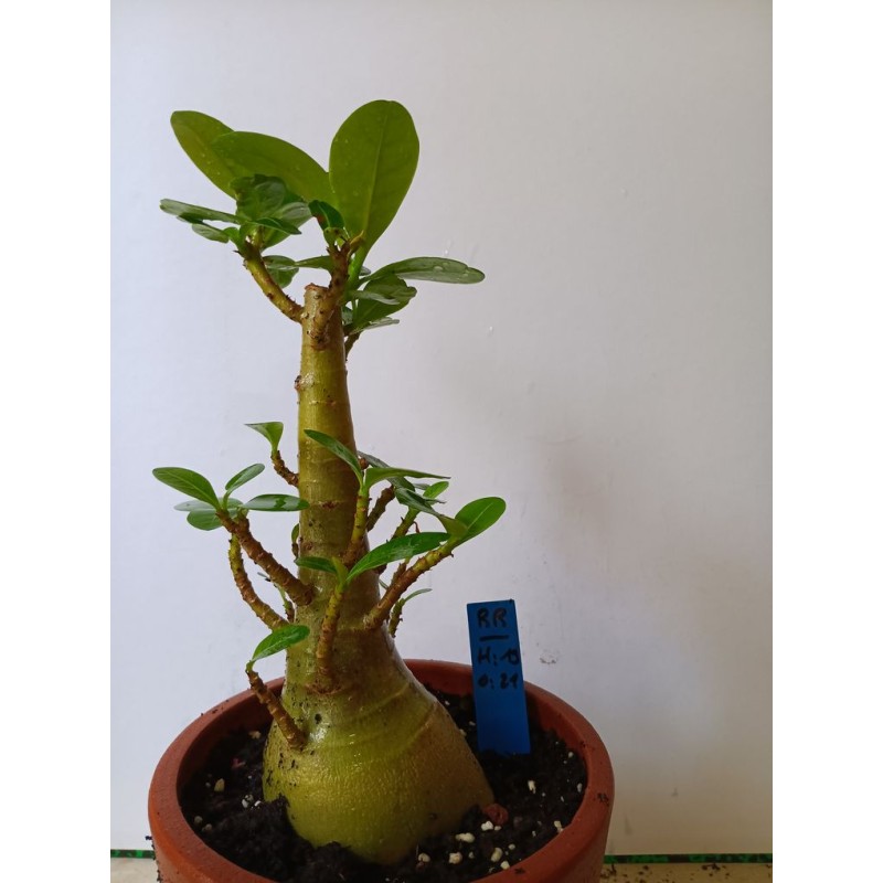 Adenium arabicum n°RR