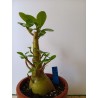 Adenium arabicum n°RR