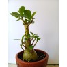 Adenium arabicum n°RR