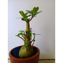 Adenium arabicum n°RR